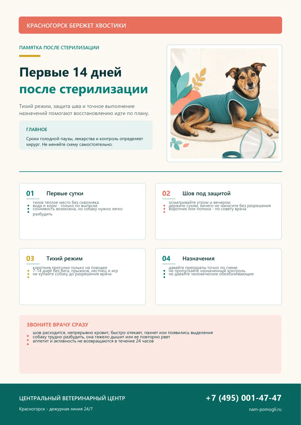 Плакат «Красногорск бережет хвостики»: первые 14 дней после стерилизации собаки